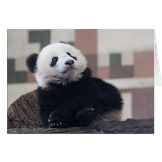 Sweet Giant Panda Baby (Voorkant Horizontaal)