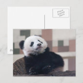 Sweet Giant Panda Baby Briefkaart (Voorkant / Achterkant)