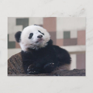 Sweet Giant Panda Baby Briefkaart
