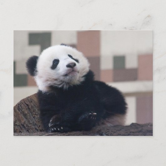Sweet Giant Panda Baby Briefkaart (Voorkant)