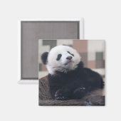 Sweet Giant Panda Baby Magneet (Voorkant / Achterkant)