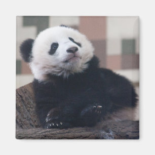 Sweet Giant Panda Baby Magneet