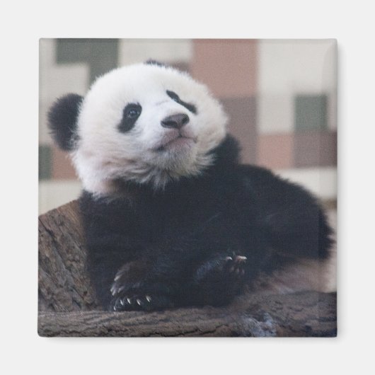 Sweet Giant Panda Baby Magneet (Voorkant)