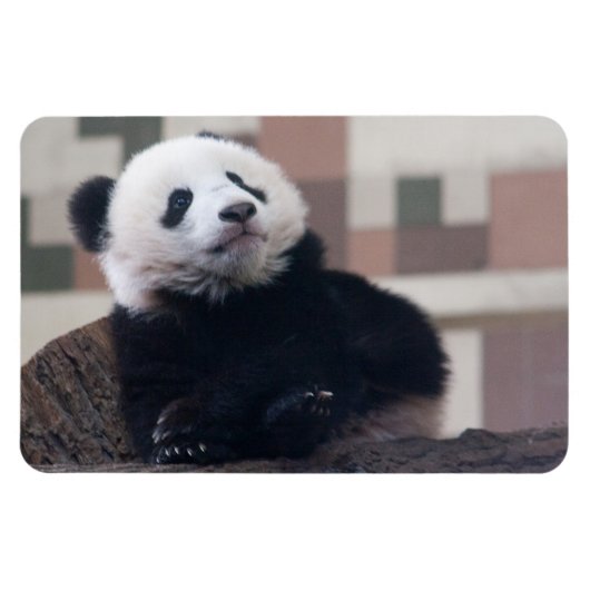 Sweet Giant Panda Baby Magneet (Horizontaal)