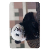 Sweet Giant Panda Baby Magneet (Verticaal)
