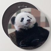 Sweet Giant Panda Baby Ronde Button 6,0 Cm (Voorkant /achterkant)