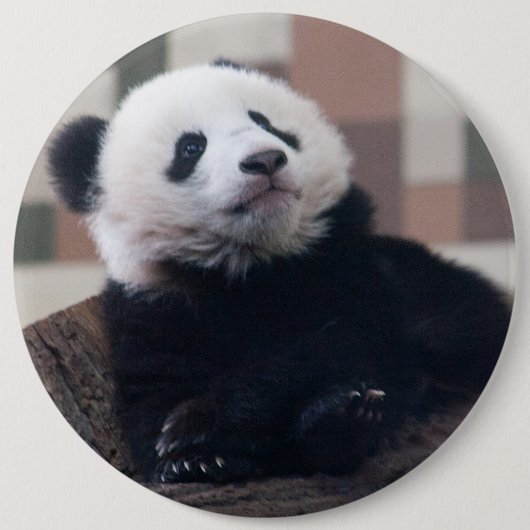 Sweet Giant Panda Baby Ronde Button 6,0 Cm (Voorkant)