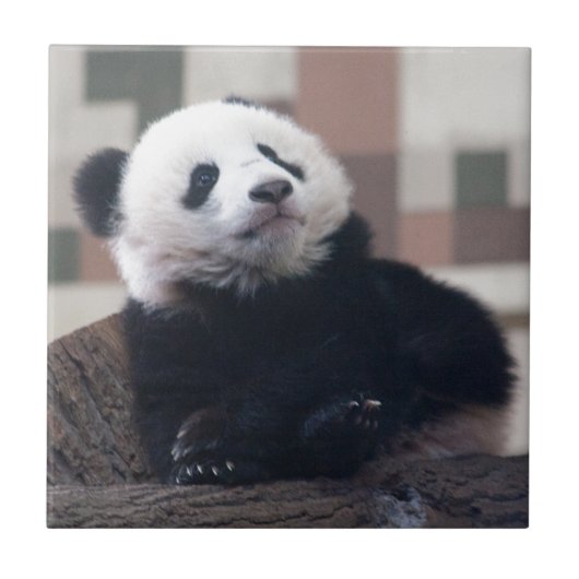 Sweet Giant Panda Baby Tegeltje (Voorkant)