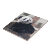 Sweet Giant Panda Baby Tegeltje (Zijkant)