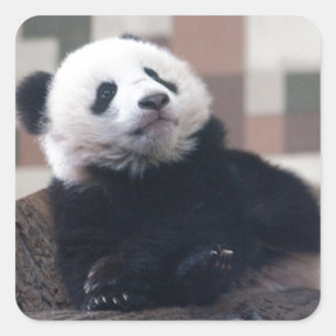 Sweet Giant Panda Baby Vierkante Sticker