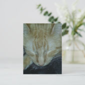 Sweet Ginger Kat in slaap Briefkaart (Staand voorkant)