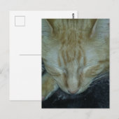 Sweet Ginger Kat in slaap Briefkaart (Voorkant / Achterkant)
