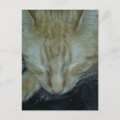 Sweet Ginger Kat in slaap Briefkaart (Voorkant)