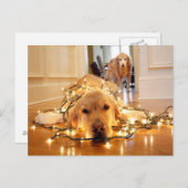 Sweet Golden Retriever in de war Briefkaart (Voorkant / Achterkant)