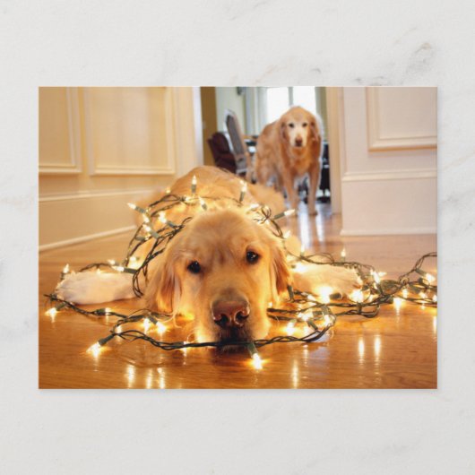 Sweet Golden Retriever in de war Briefkaart (Voorkant)