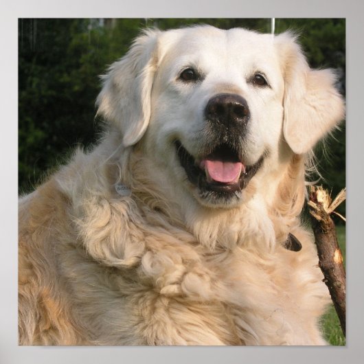 Sweet Golden Retriever Poster (Voorkant)