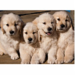 Sweet Golden Retriever Puppies Fotobeeldje Magneet<br><div class="desc">Een foto van vier schattige Golden Retriever-puppies die op een wang-tot-wang lijken en speels en blij zijn.</div>