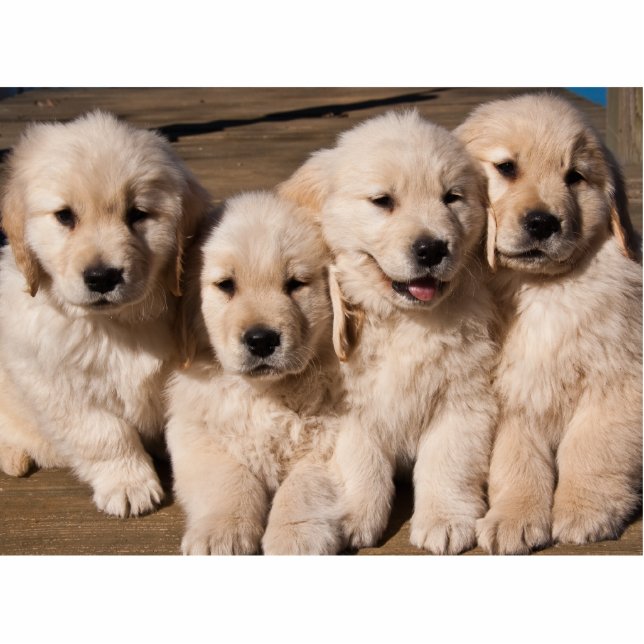 Sweet Golden Retriever Puppies Fotobeeldje Magneet (Voorkant)