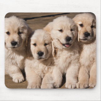Sweet Golden Retriever Puppies Muismat