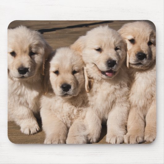 Sweet Golden Retriever Puppies Muismat (Voorkant)