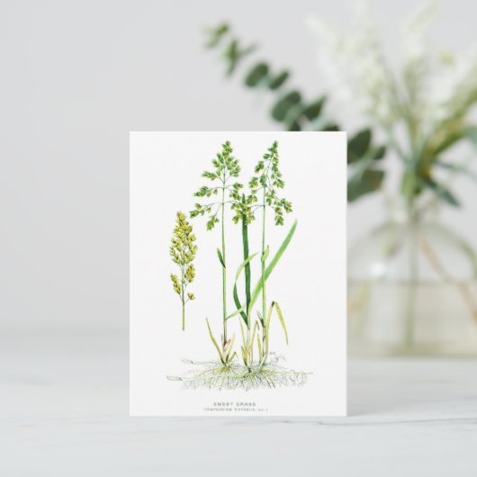 Sweet Grass Botanical Briefkaart (Staand voorkant)
