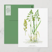 Sweet Grass Botanical Briefkaart (Voorkant / Achterkant)