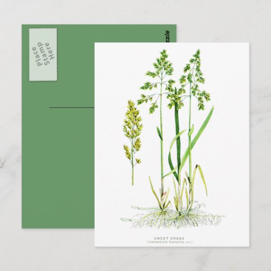 Sweet Grass Botanical Briefkaart (Voorkant / Achterkant)