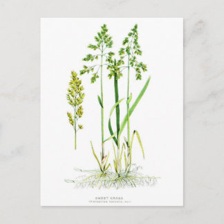 Sweet Grass Botanical Briefkaart