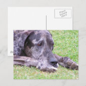 Sweet Great Dane Briefkaart (Voorkant / Achterkant)