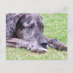 Sweet Great Dane Briefkaart