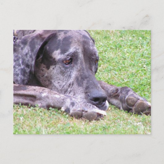 Sweet Great Dane Briefkaart (Voorkant)