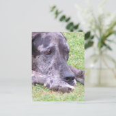 Sweet Great Dane Briefkaart (Staand voorkant)