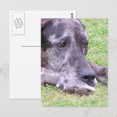 Sweet Great Dane Briefkaart (Voorkant / Achterkant)