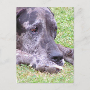 Sweet Great Dane Briefkaart