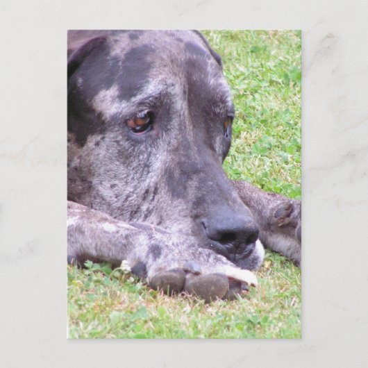 Sweet Great Dane Briefkaart (Voorkant)