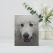 Sweet Great Pyrenees Briefkaart (Staand voorkant)