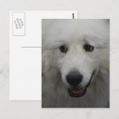 Sweet Great Pyrenees Briefkaart (Voorkant / Achterkant)