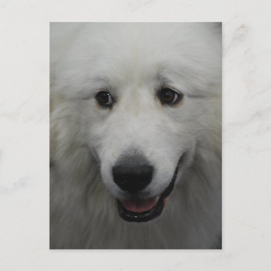 Sweet Great Pyrenees Briefkaart (Voorkant)