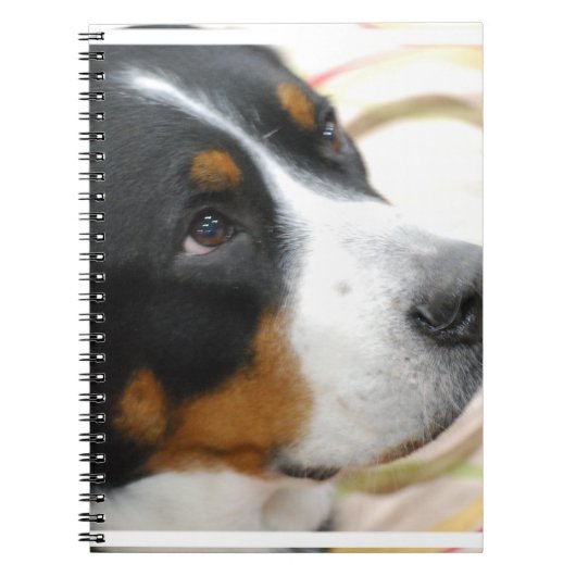 Sweet Greater Swiss Mountain Dog Notitieboek (Voorkant)