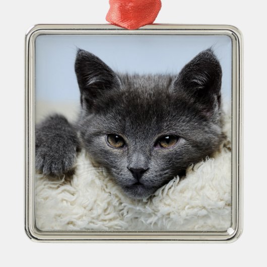 Sweet Grey Cat Face Ornament (Voorkant)