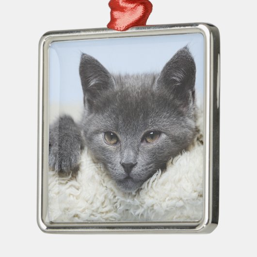 Sweet Grey Cat Face Ornament (Links)