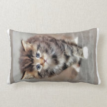 Sweet grumpy Baby Kitten