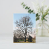 Sweet Gum Tree Briefkaart (Staand voorkant)