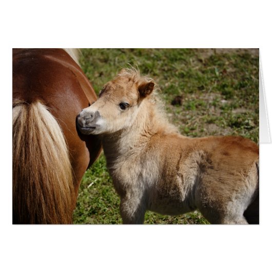 Sweet Haflinger Foal (Voorkant Horizontaal)
