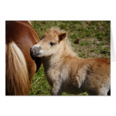 Sweet Haflinger Foal (Voorkant Horizontaal)