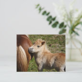 Sweet Haflinger Foal Briefkaart (Staand voorkant)