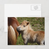 Sweet Haflinger Foal Briefkaart (Voorkant / Achterkant)