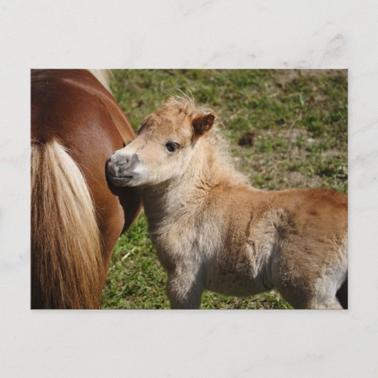 Sweet Haflinger Foal Briefkaart (Voorkant)