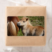 Sweet Haflinger Foal Etiket (Insitu)