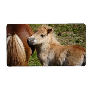Sweet Haflinger Foal Etiket
